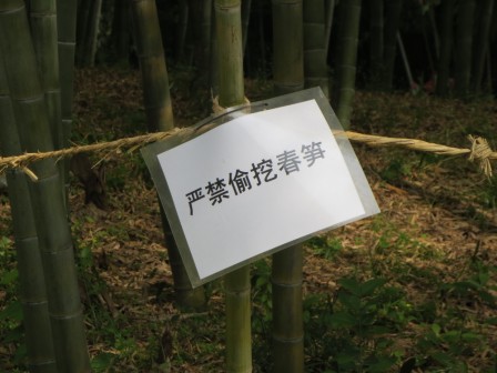 Interdiction de manger le bambou