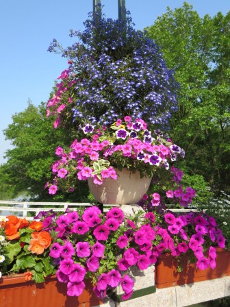 Composition florale