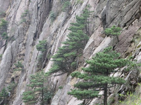 Huangshan 7