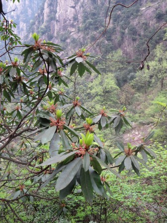 Huangshan 9