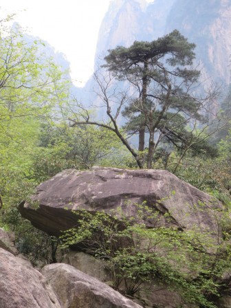 Huangshan 12