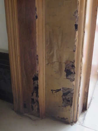 Termites