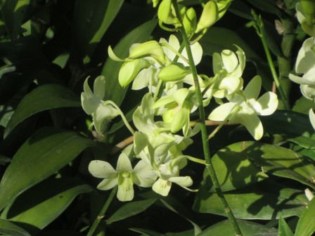 Green orchid