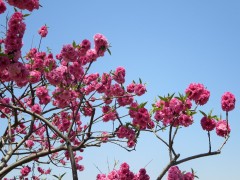 Prunus en fleur